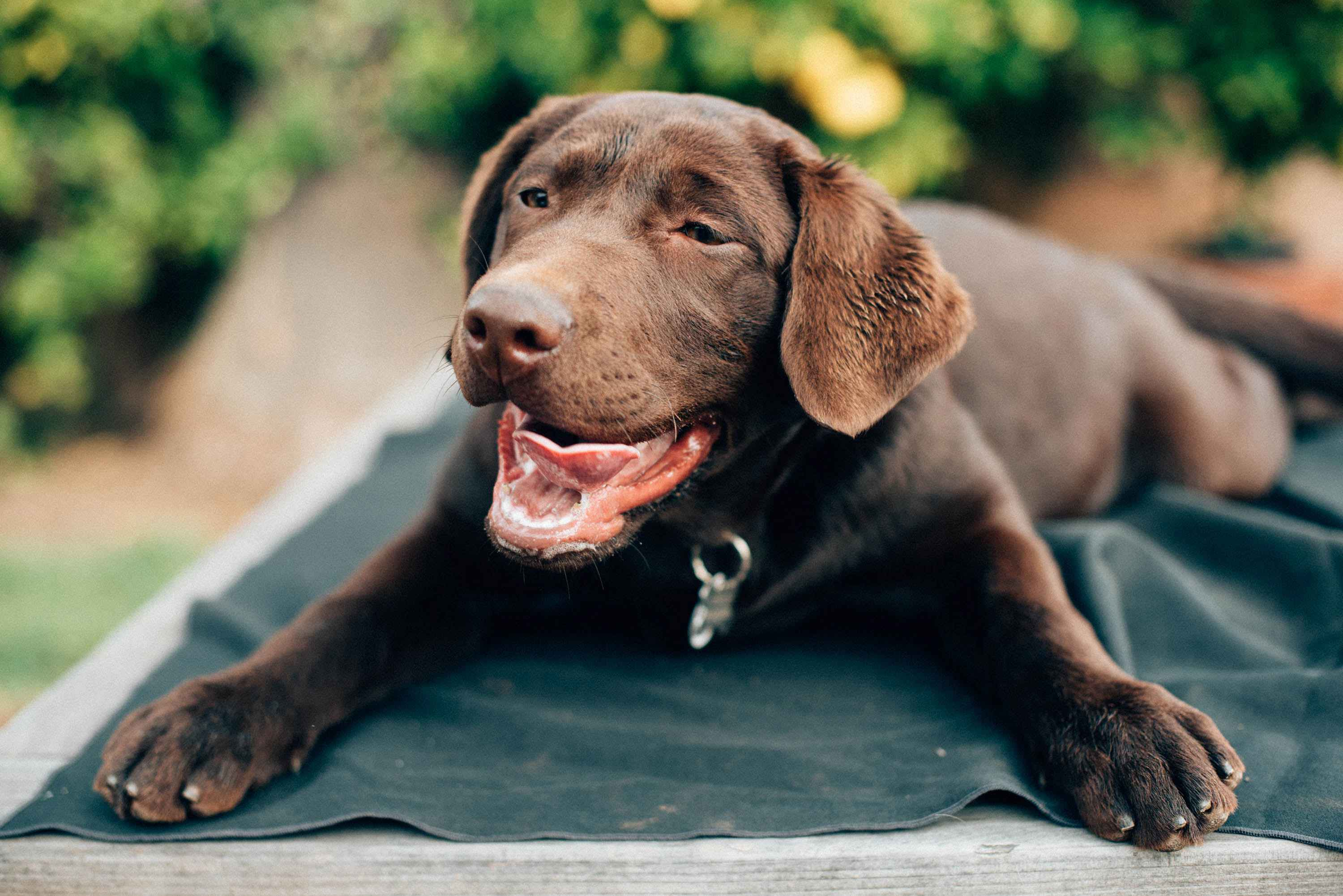Labrador Retriever Grooming 101: Tips for Keeping Their Coat Clean and Fresh Between Baths